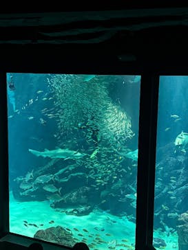 マリンワールド海の中道に投稿された画像（2025/9/19）