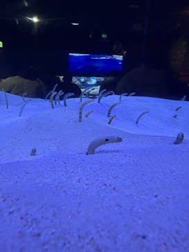 マリンワールド海の中道に投稿された画像（2025/9/19）