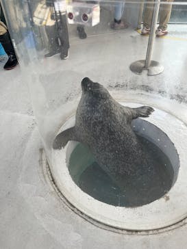しながわ水族館に投稿された画像（2025/9/19）