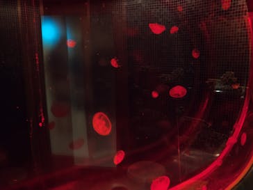 東京ドーム天然温泉 スパ ラクーアに投稿された画像（2025/9/19）