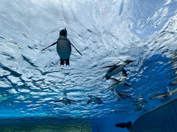 サンシャイン水族館に投稿された画像（2025/9/19）
