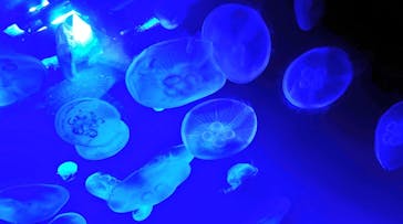 サンシャイン水族館に投稿された画像（2025/9/19）