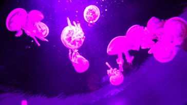 サンシャイン水族館に投稿された画像（2025/9/19）