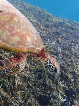 宮古島 ADVENTURE PiPi（ミヤコジマ アドベンチャー ピピ）に投稿された画像（2025/9/19）