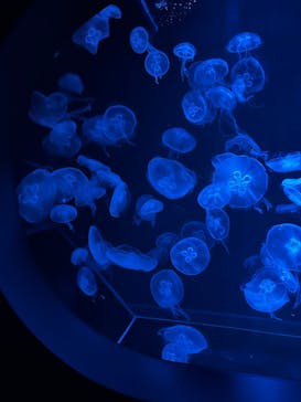 AOAO SAPPOROに投稿された画像（2025/9/19）