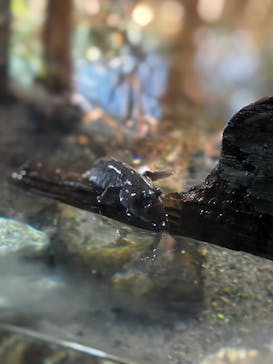 名古屋港水族館に投稿された画像（2025/9/19）