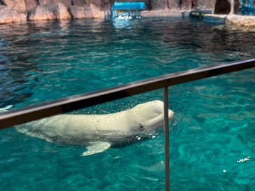 名古屋港水族館に投稿された画像（2025/9/19）