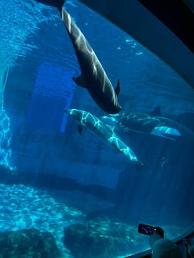 名古屋港水族館に投稿された画像（2025/9/19）
