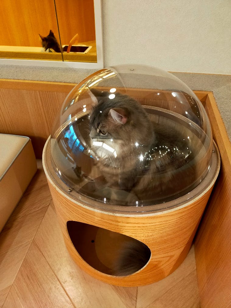 猫カフェモカ 吉祥寺店の口コミ ｜4店舗目です。 猫たちは1歳半