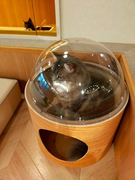 猫カフェモカ　吉祥寺店に投稿された画像（2025/9/19）