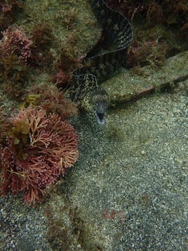 スターダイブ インターナショナルに投稿された画像（2025/9/19）