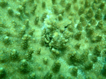 スターダイブ インターナショナルに投稿された画像（2025/9/19）