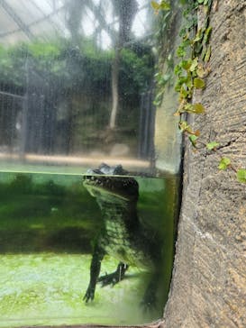 熱川バナナワニ園に投稿された画像（2025/9/20）