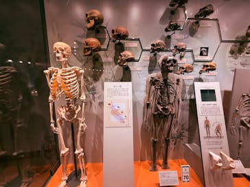 福井県立恐竜博物館に投稿された画像（2025/9/20）