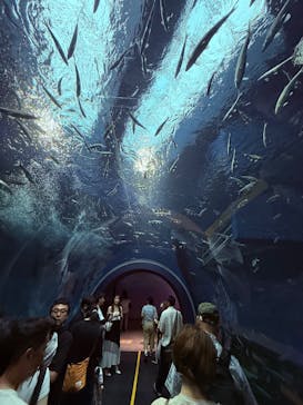 滋賀県立琵琶湖博物館に投稿された画像（2025/8/10）