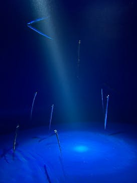 サンシャイン水族館に投稿された画像（2025/9/20）