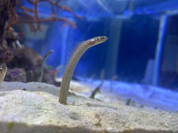 名古屋港水族館に投稿された画像（2025/9/20）