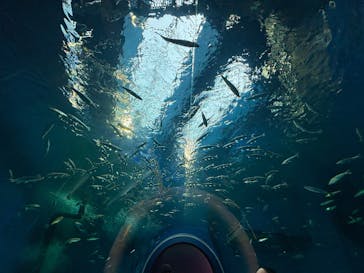 滋賀県立琵琶湖博物館に投稿された画像（2025/9/20）