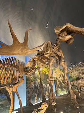 福井県立恐竜博物館に投稿された画像（2025/9/20）