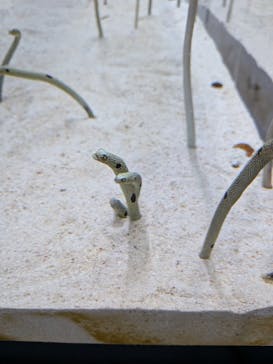 すみだ水族館に投稿された画像（2025/9/20）