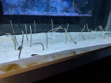 すみだ水族館に投稿された画像（2025/9/20）