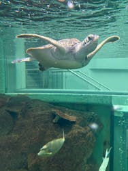 スローガイド奄美に投稿された画像（2025/9/20）