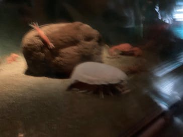 葛西臨海水族園に投稿された画像（2025/9/20）