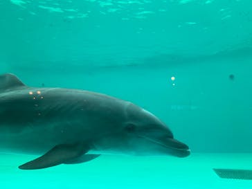 しながわ水族館に投稿された画像（2025/9/20）