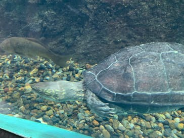 しながわ水族館に投稿された画像（2025/9/20）
