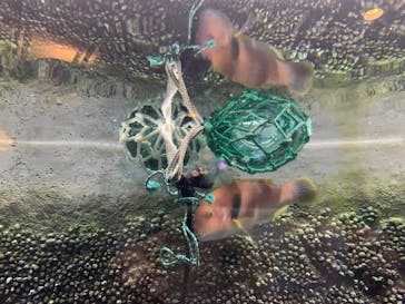 しながわ水族館に投稿された画像（2025/9/20）