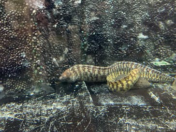 しながわ水族館に投稿された画像（2025/9/20）