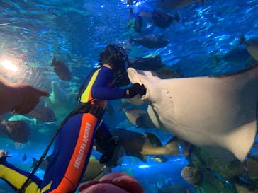 しながわ水族館に投稿された画像（2025/9/20）