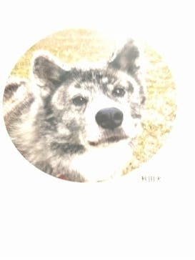 特別展「古代ＤＮＡ－日本人のきた道－」に投稿された画像（2025/9/20）