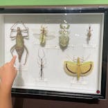 特別展 『昆虫 MANIAC』に投稿された画像（2025/9/20）