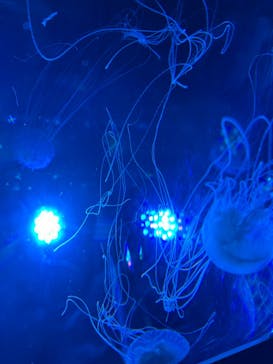 名古屋港水族館に投稿された画像（2025/9/20）