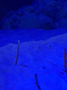 竹島水族館に投稿された画像（2025/9/20）