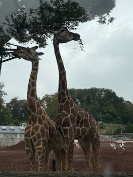 多摩動物公園に投稿された画像（2025/9/20）