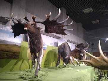 特別展「氷河期展 〜人類が見た4万年前の世界〜」（国立科学博物館）に投稿された画像（2025/9/20）