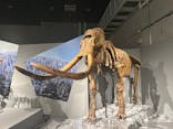 特別展「氷河期展 〜人類が見た4万年前の世界〜」（国立科学博物館）に投稿された画像（2025/9/20）