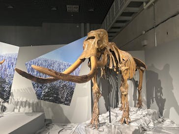 特別展「氷河期展 〜人類が見た4万年前の世界〜」（国立科学博物館）に投稿された画像（2025/9/20）
