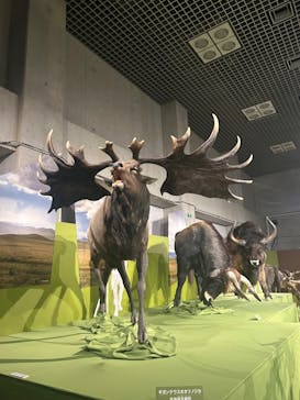 特別展「氷河期展 〜人類が見た4万年前の世界〜」（国立科学博物館）に投稿された画像（2025/9/20）