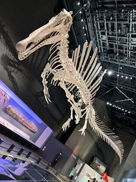 福井県立恐竜博物館に投稿された画像（2025/9/20）
