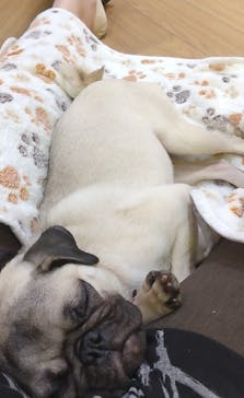 いぬカフェRio 浅草店に投稿された画像（2025/9/20）