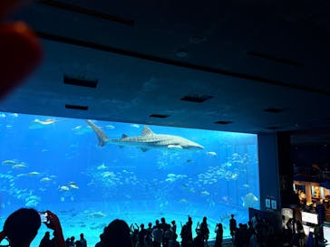 沖縄美ら海水族館に投稿された画像（2025/9/20）