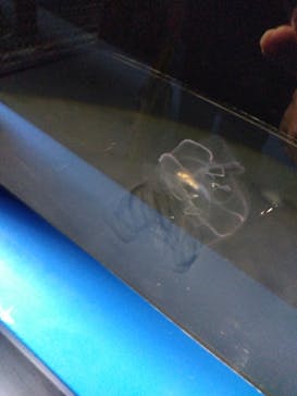 サンシャイン水族館に投稿された画像（2025/9/20）