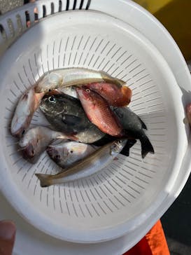 海釣り体験＠レンタル釣竿まるへい遊び隊に投稿された画像（2025/9/20）