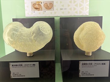 特別展「氷河期展 〜人類が見た4万年前の世界〜」（国立科学博物館）に投稿された画像（2025/9/20）