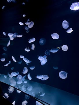 サンシャイン水族館に投稿された画像（2025/9/20）