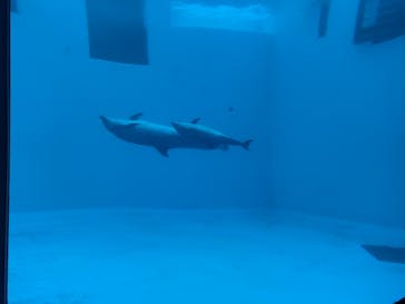 名古屋港水族館に投稿された画像（2025/9/20）