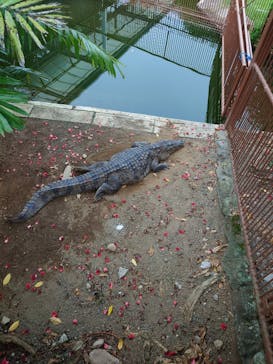 熱川バナナワニ園に投稿された画像（2025/9/21）